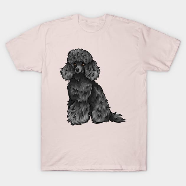 Cute Black Toy Poodle Dog